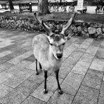 Nara