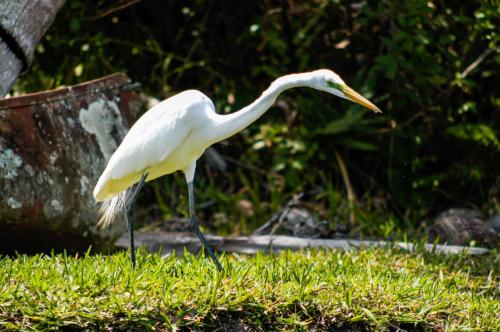 Great white heron