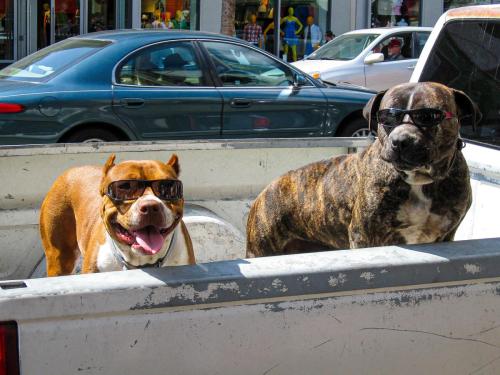 Dogs
